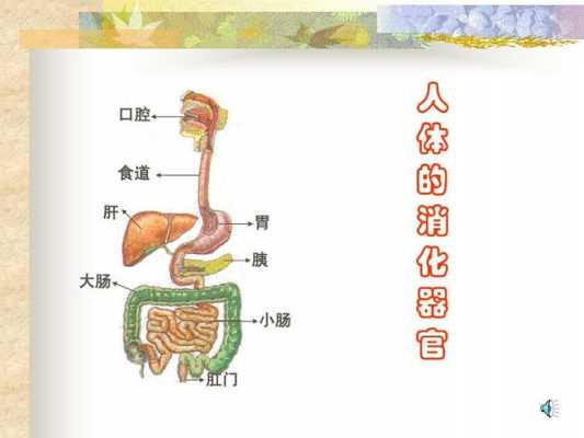 食物消化排出过程（食物消化排出过程图片）-图2