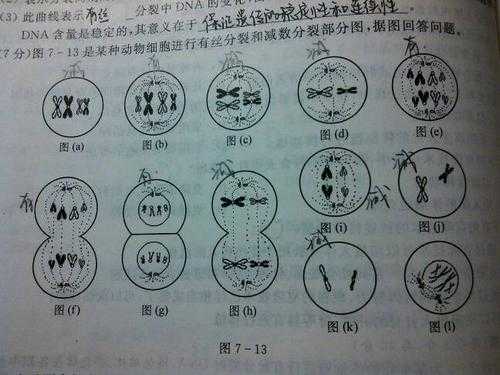 在细胞分化过程中（细胞分化过程中染色体数目改变不）-图3