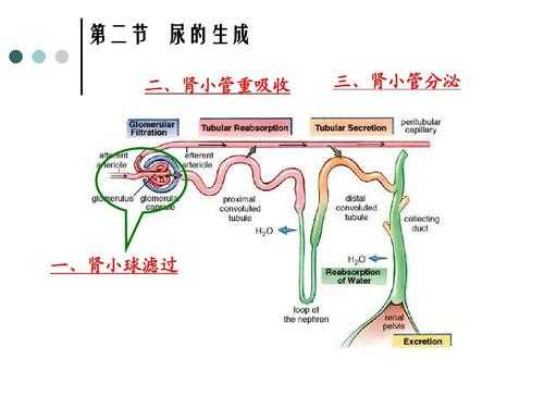 肾小球排尿过程（肾小球排泄功能）-图1