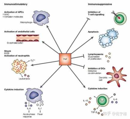 细胞炎症过程（细胞炎症因子有哪些）-图2