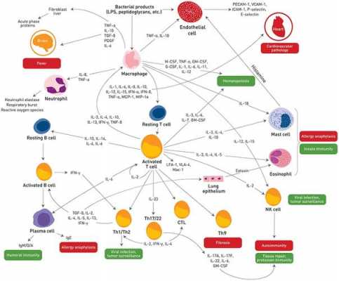 细胞炎症过程（细胞炎症因子有哪些）-图3
