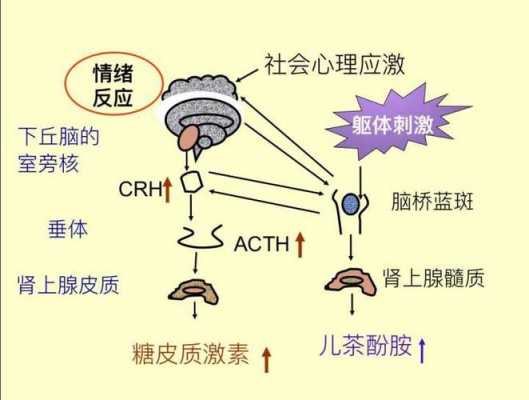 应激的生化过程（应激的生化过程有哪些）-图2