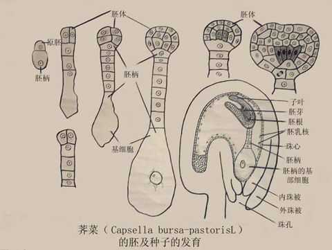 胚的发育过程图（胚发育成什么的部位）-图3