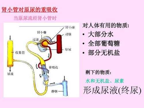 初中尿液形成过程（尿液的形成过程教学视频）-图2