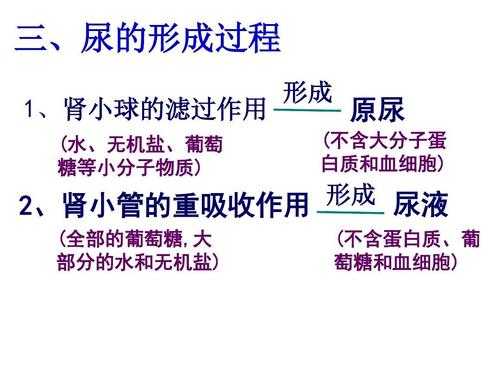 初中尿液形成过程（尿液的形成过程教学视频）-图3