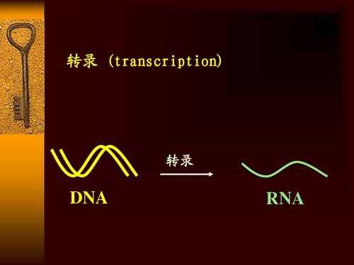 原核rna合成过程（原核rna的生物合成主要过程）-图2