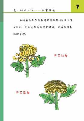 菊花怎么生长过程（菊花生长过程图画）-图2