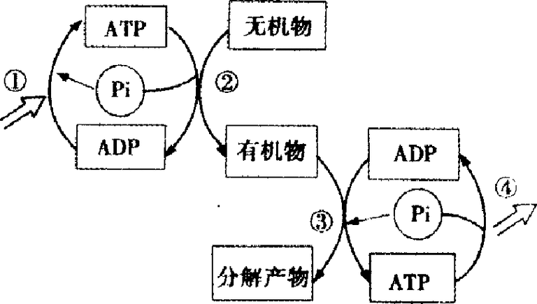 植物细胞代谢过程（植物细胞代谢产物）-图2