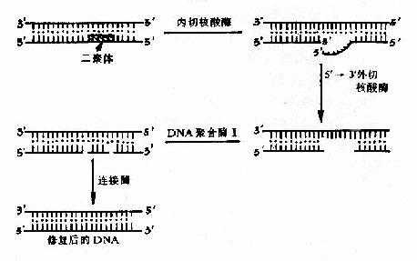 切除修复过程（核苷酸切除修复过程）-图1