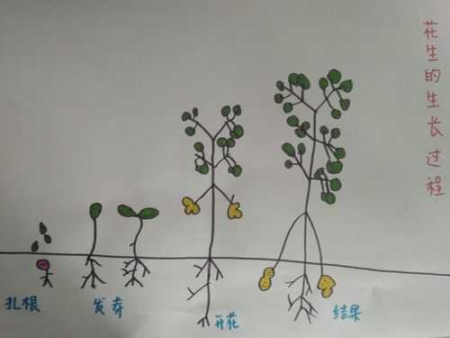 花生生长详细过程（花生生长详细过程视频）-图1