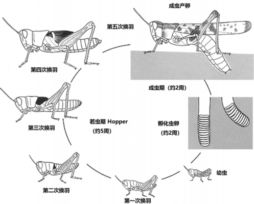 蝗虫的发育过程为（蝗虫的发育过程叫做）-图2