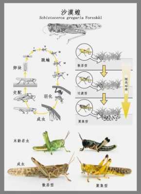 蝗虫的发育过程为（蝗虫的发育过程叫做）-图3