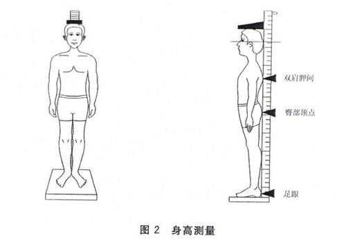 量身高的过程（量身高小技巧）-图2