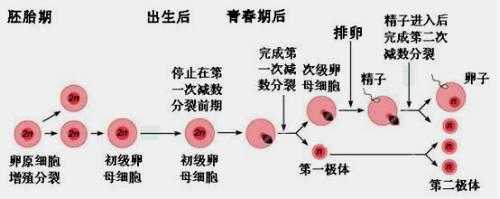 卵生变化过程（卵的生长）-图3