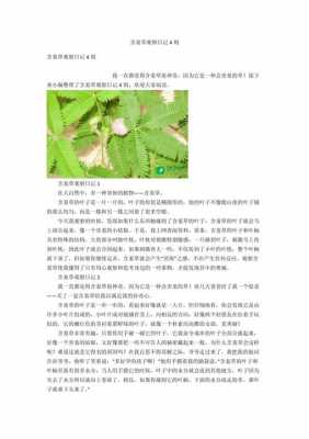 含羞草的成长过程（含羞草的成长过程观察日记四年级）-图2