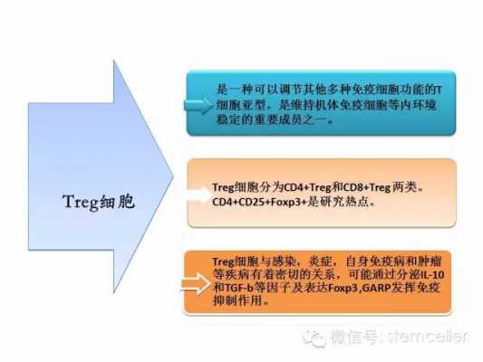 t细胞的发育过程（t细胞发育过程中阳性选择的意义）-图2