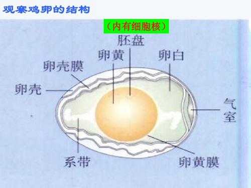 鸟的蛋发育过程（鸟卵的发育过程）-图3