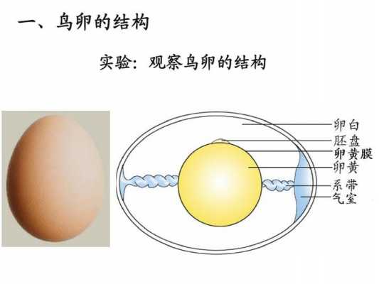 鸟的蛋发育过程（鸟卵的发育过程）-图2