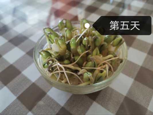 豆芽的蜕变过程（豆芽的生长过程的变化）-图2