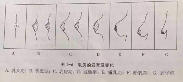 乳房进化过程（乳房过程发育简介）-图1