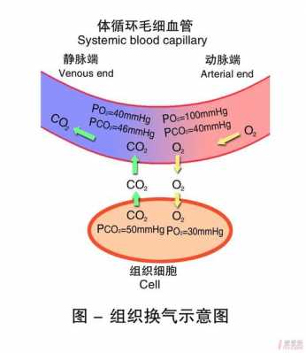 简述组织换气过程（简述组织换气过程包括）-图1