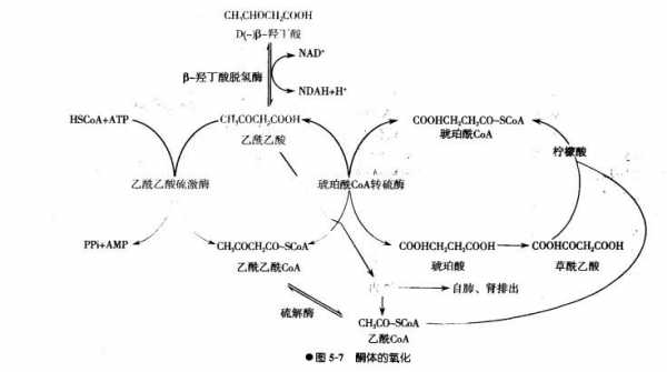 酮体氧化过程（酮体的氧化分解在哪里进行）-图1