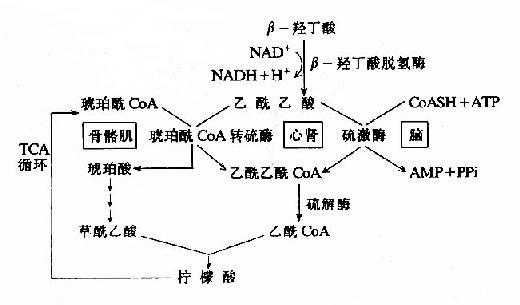 酮体氧化过程（酮体的氧化分解在哪里进行）-图2