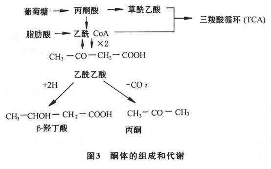 酮体氧化过程（酮体的氧化分解在哪里进行）-图3