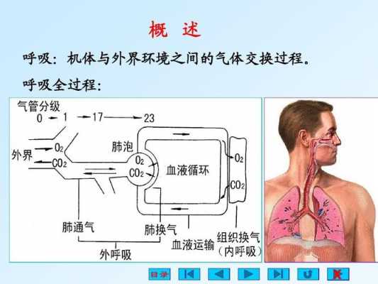 呼吸运动的基本过程（呼吸运动的基本过程是）-图2