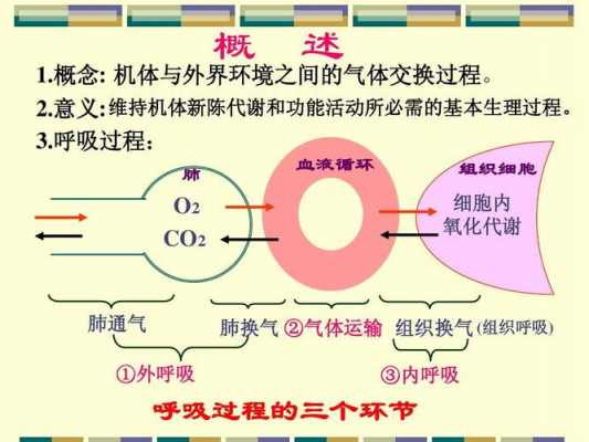 呼吸运动的基本过程（呼吸运动的基本过程是）-图1