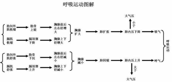 呼吸运动的基本过程（呼吸运动的基本过程是）-图3