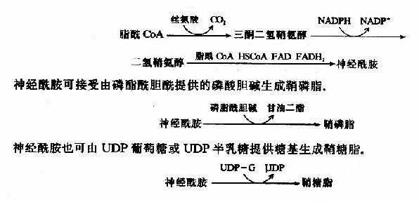 鞘磷脂合成过程（鞘磷脂的合成原料）-图1