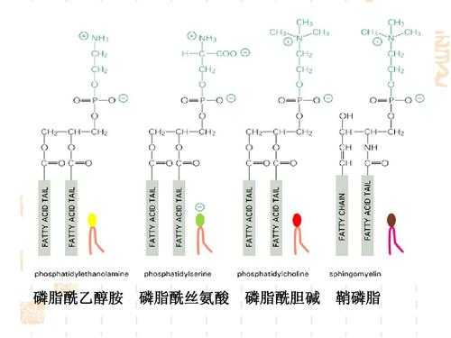 鞘磷脂合成过程（鞘磷脂的合成原料）-图2