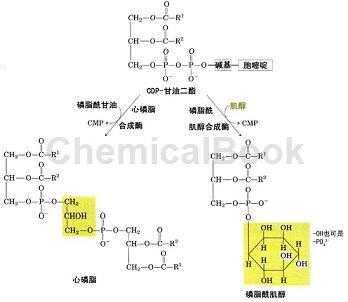 鞘磷脂合成过程（鞘磷脂的合成原料）-图3