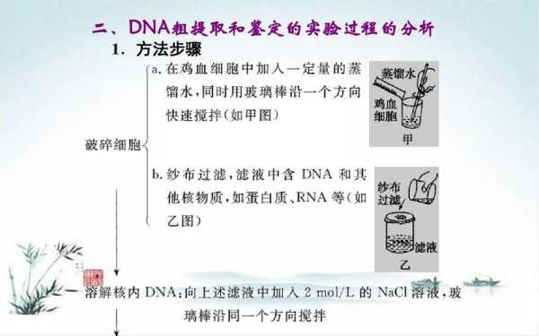 粗提取dna过程（dna粗提取的基本思路）-图2