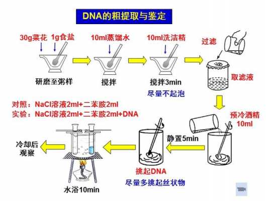 粗提取dna过程（dna粗提取的基本思路）-图3