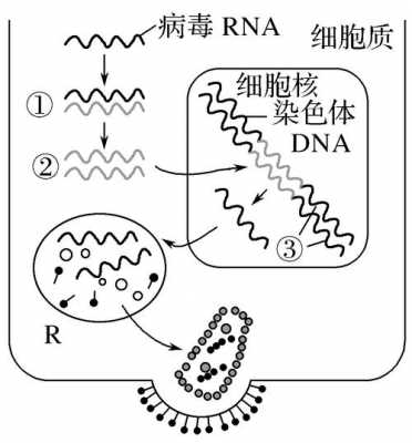 hiv的翻译过程（hiv翻译过程图解）-图1