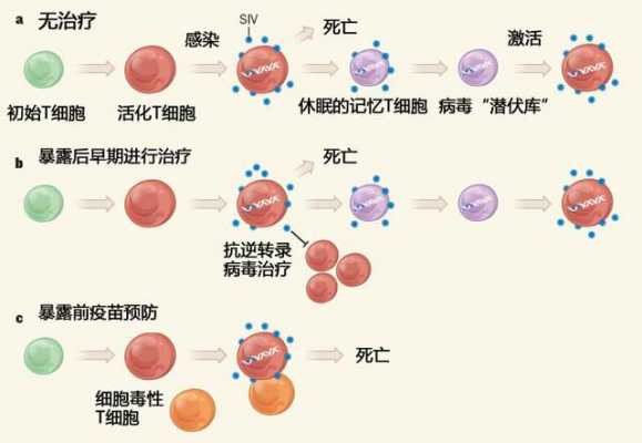 hiv的翻译过程（hiv翻译过程图解）-图3