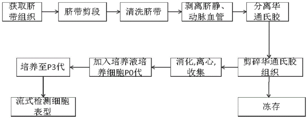 CEF细胞制备过程（细胞的制备方法）-图3