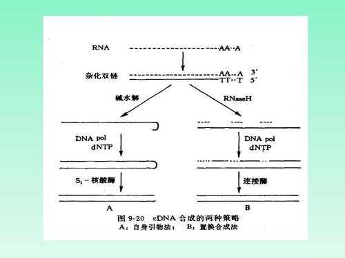 RNA复制模拟过程（rna复制后模板去向）-图1