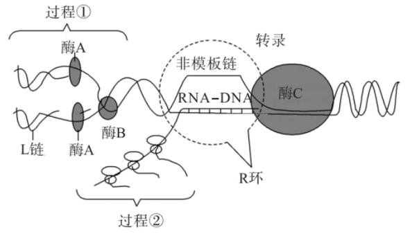 RNA复制模拟过程（rna复制后模板去向）-图3