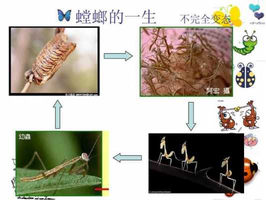 螳螂的变化过程简图（螳螂的变化过程简图图片）-图1