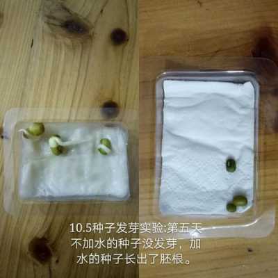 萌发豆芽的实验过程（萌发豆芽的实验过程视频）-图3