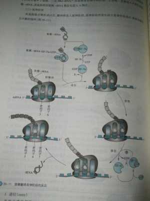 生物共翻译过程（生物翻译过程图片）-图2