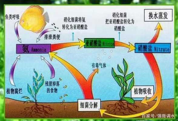 生物硝化的过程（生物硝化过程的主要影响因素）-图3