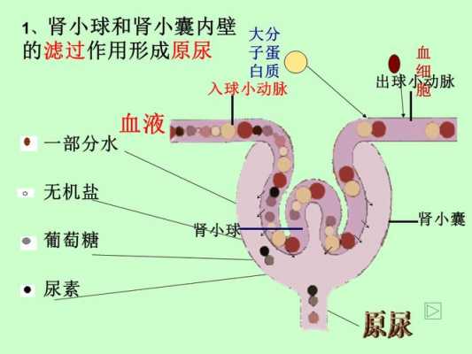 尿液生成过程PPT（尿液生成过程主要包括）-图3