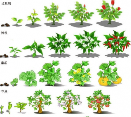 植物变化过程30字（植物的变化描写）-图1