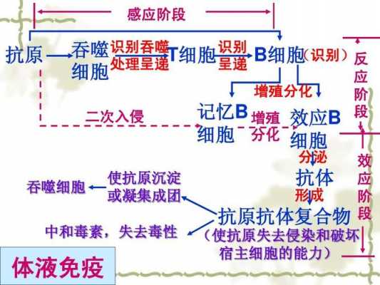 免疫过程视频高中（第三节免疫教学视频）-图2