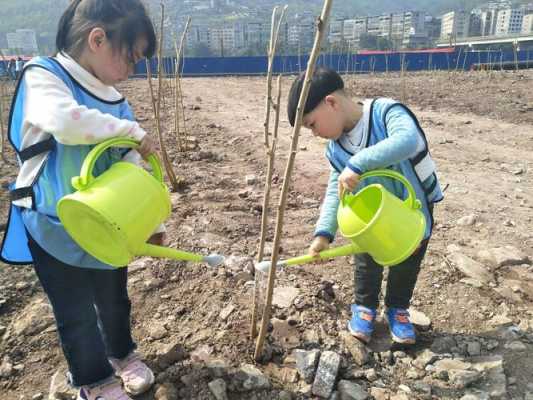 种树需要经过哪些过程（种树的过程有什么注意的）-图1