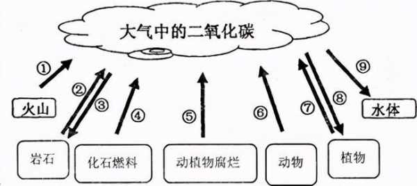 co2的形成过程（co2的产生途径）-图3